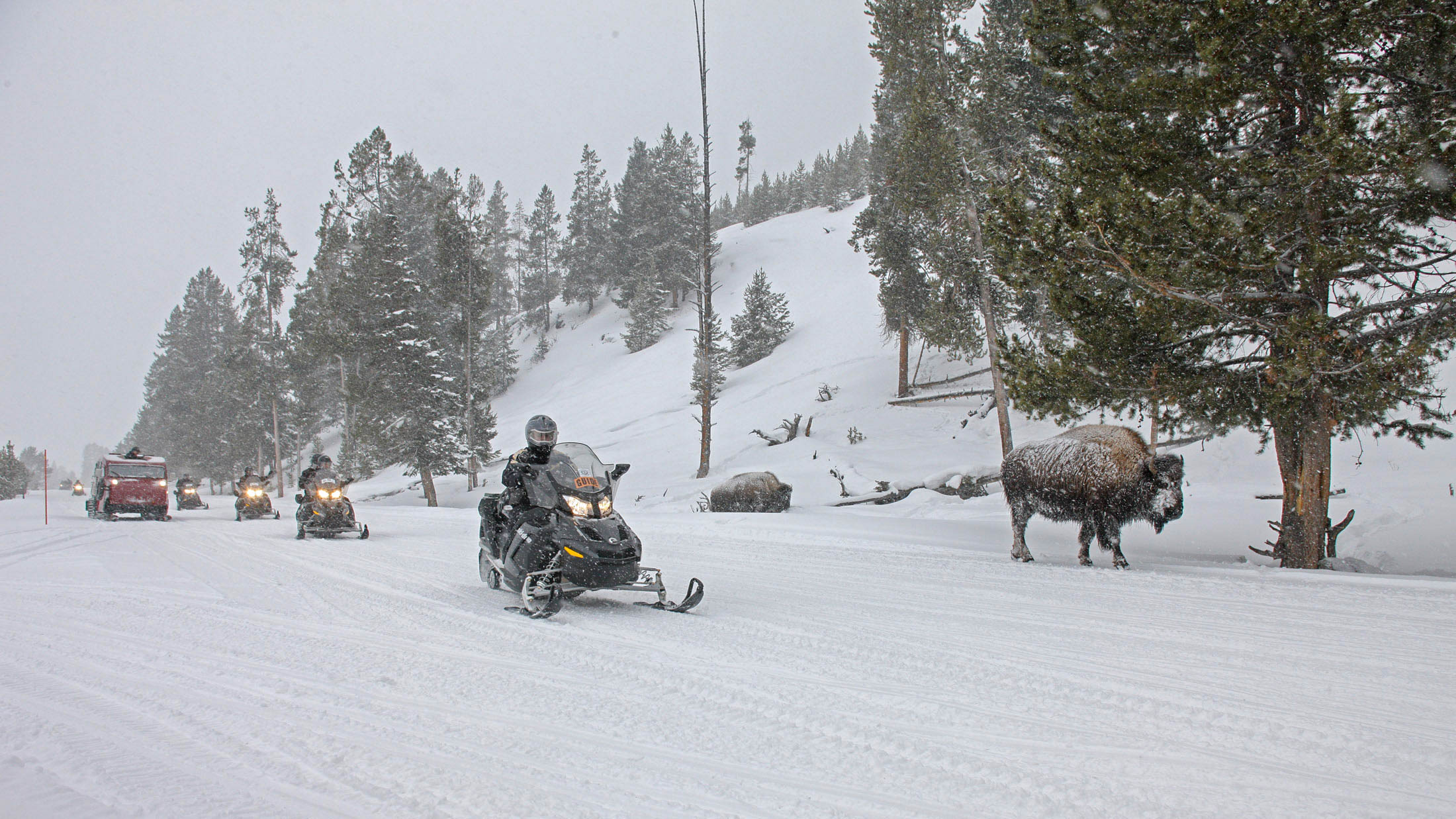 Island park file snowmobiles passing bison on west entrance road; jim peaco; february 29, 2012; catalog 19250d; original 275i2214 (ae5b6457 e22f 466e 84fd 0098b1b5979a)