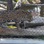 San Diego Zoo Jungle Bells Cheetah