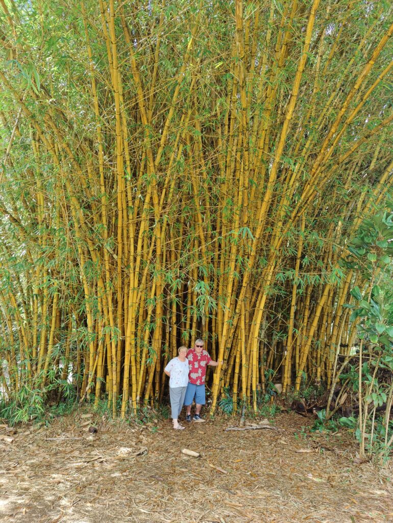 Retired couple in bamboo forest Hawaii