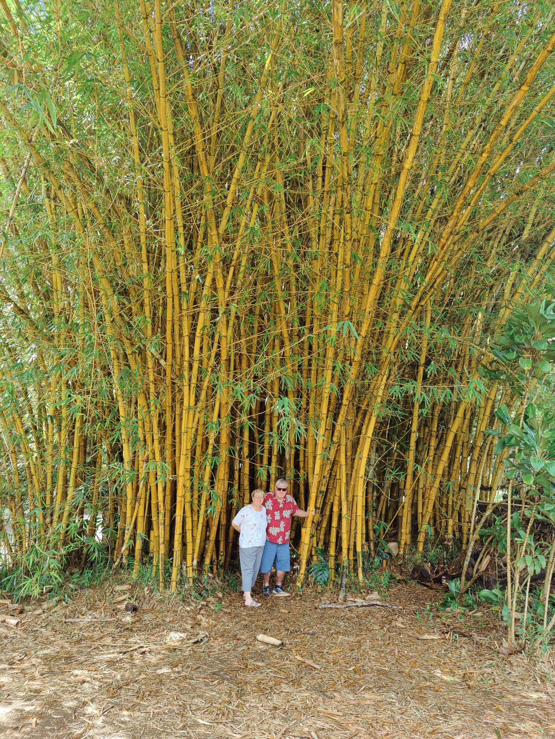 Retired couple in bamboo forest Hawaii