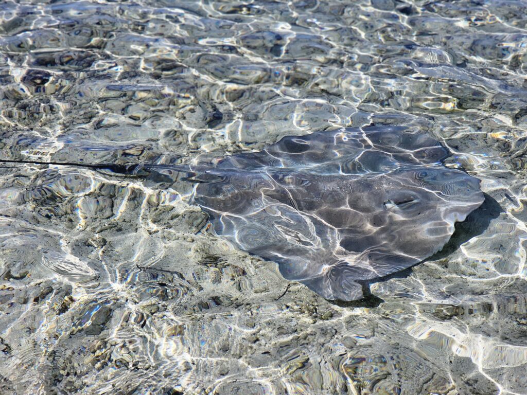 Sting ray tahiti cruise