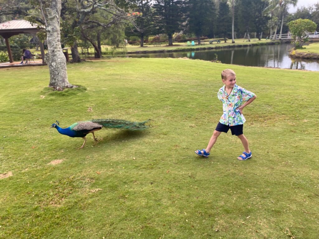 Princeville on Kauai island Hawaii boy follows a peakock before a luau